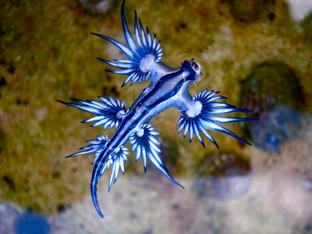Blue_dragon-glaucus_atlanticus_Sylke Rohrlach