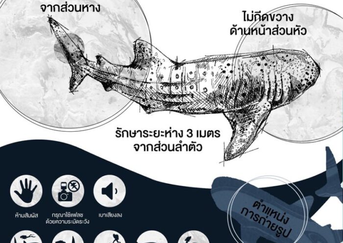 DMCRTH - Thai Whale Shark - 001 - 680724