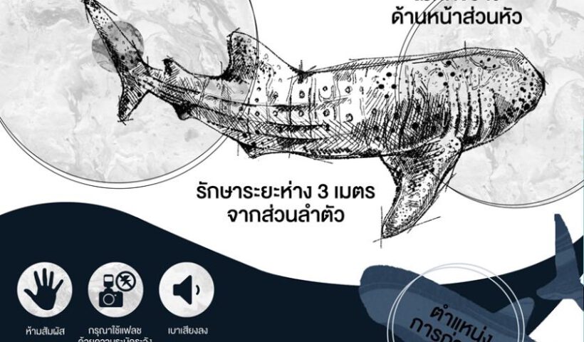 DMCRTH - Thai Whale Shark - 001 - 680724