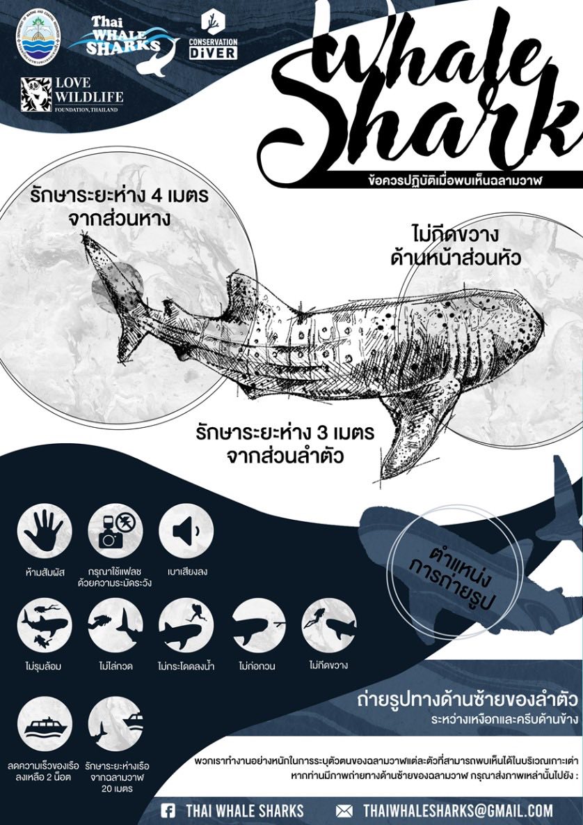 DMCRTH - Thai Whale Shark - 001 - 680724