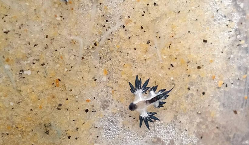 DMCRTH - glaucus_atlanticus - 001 - 680711