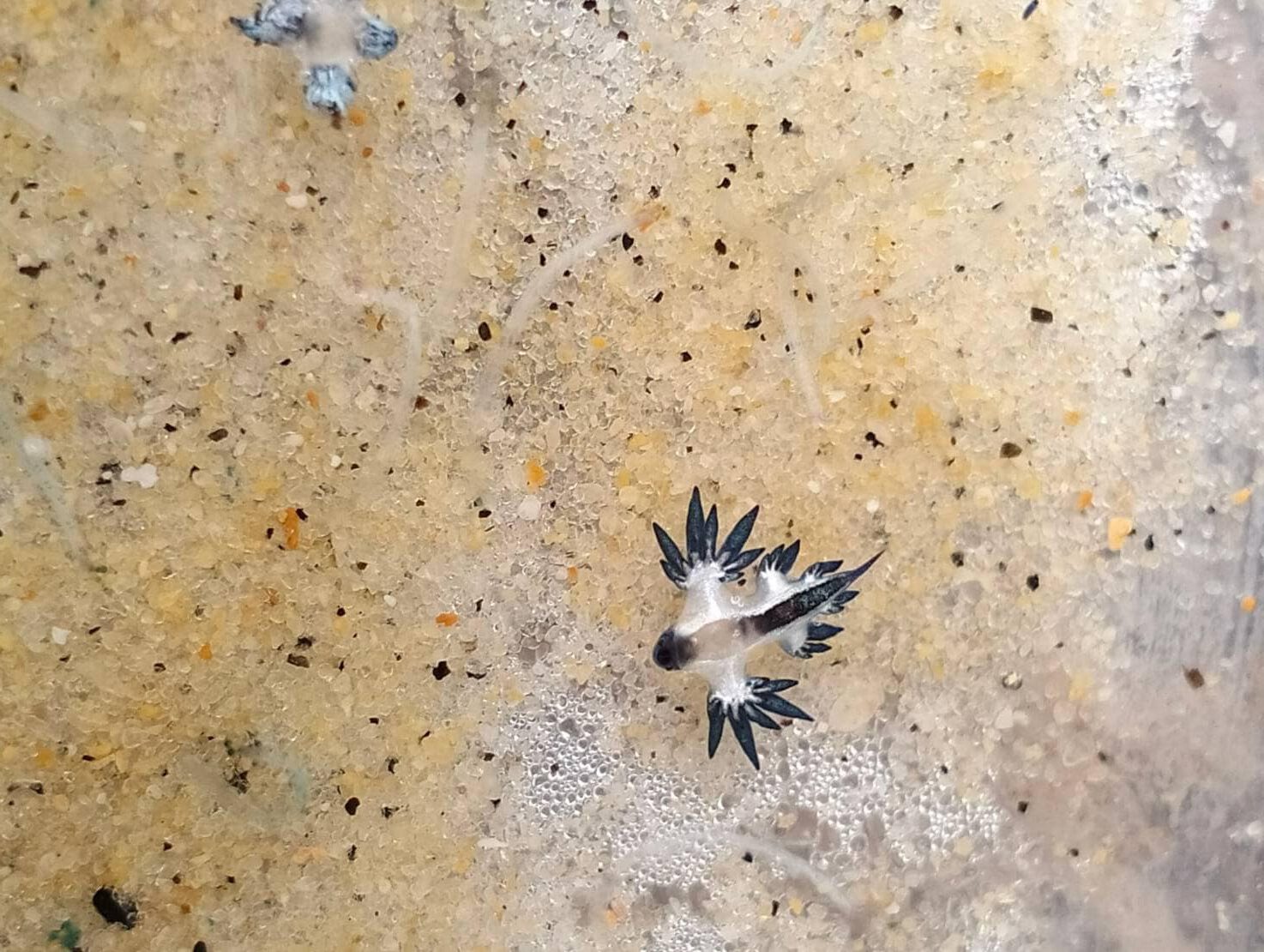 DMCRTH - glaucus_atlanticus - 001 - 680711