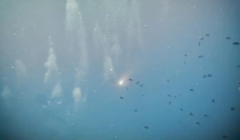 Diving torch - The Shark Diving - 002 - 680715