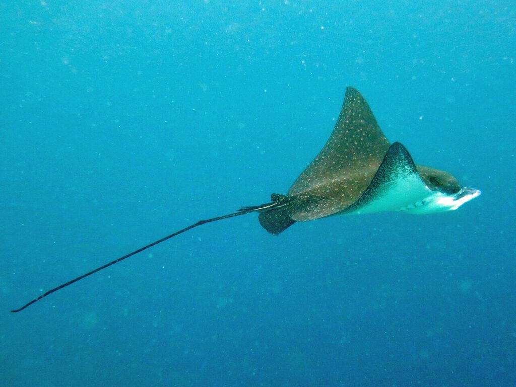Photo of Aetobatus ocellatus in Maldives
