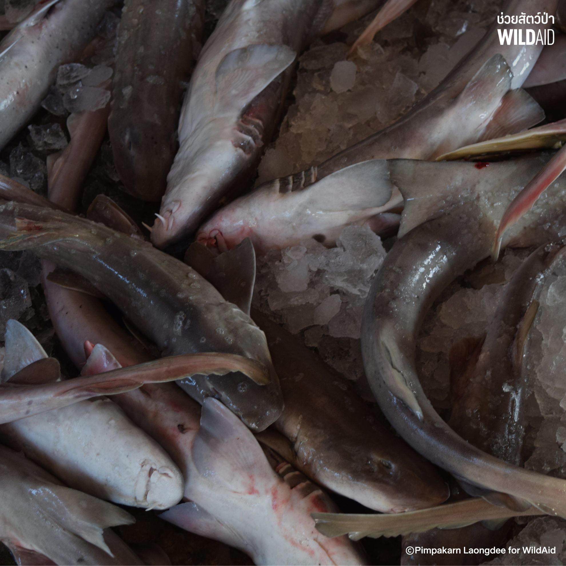 Brownbanded bambooshark - WildAid - 001