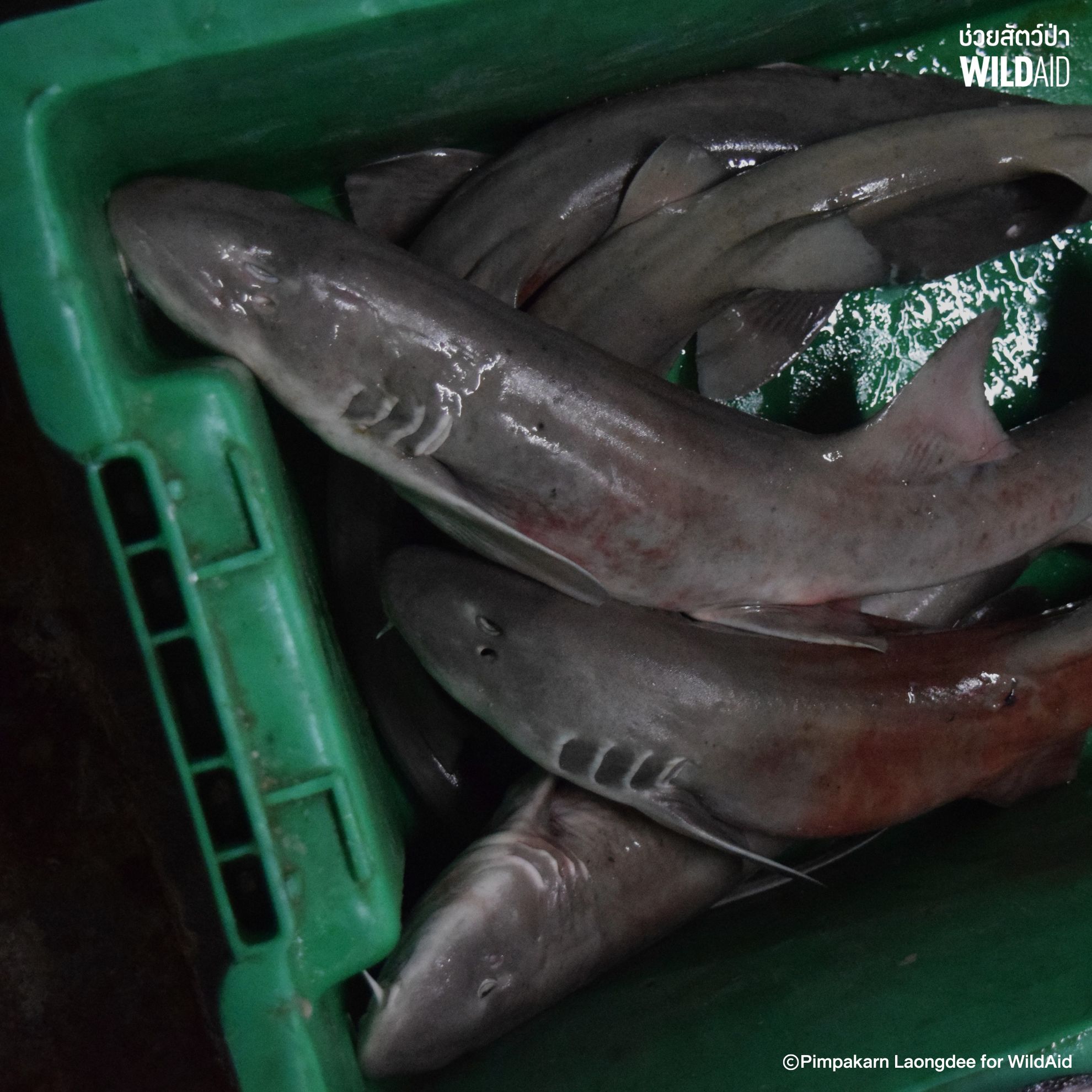 Brownbanded bambooshark - WildAid - 003