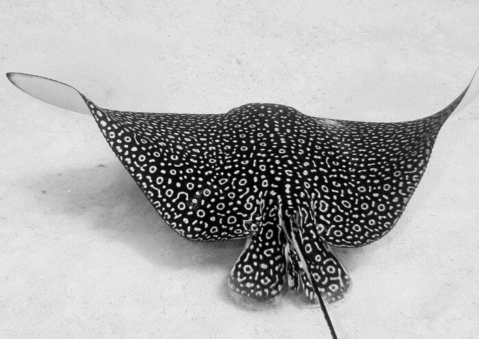 Photo of Eagle Ray