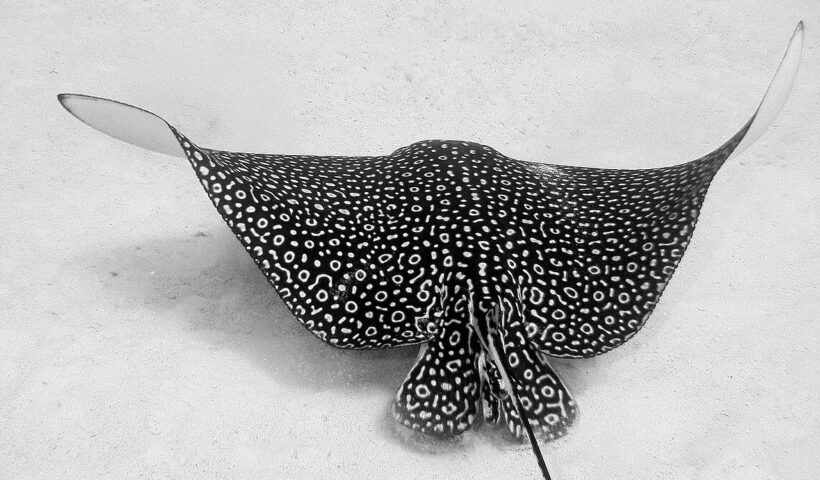 Photo of Eagle Ray