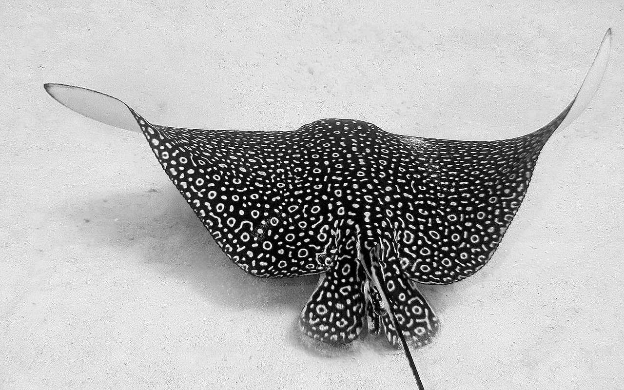 Photo of Eagle Ray