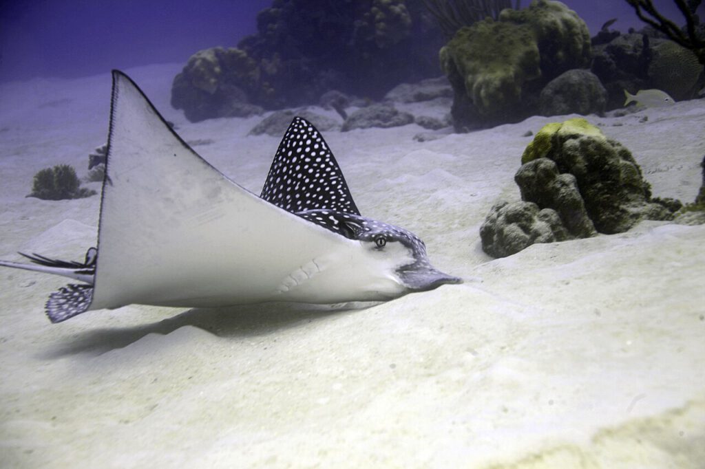 Photo of an eagle ray searching the bottom for food