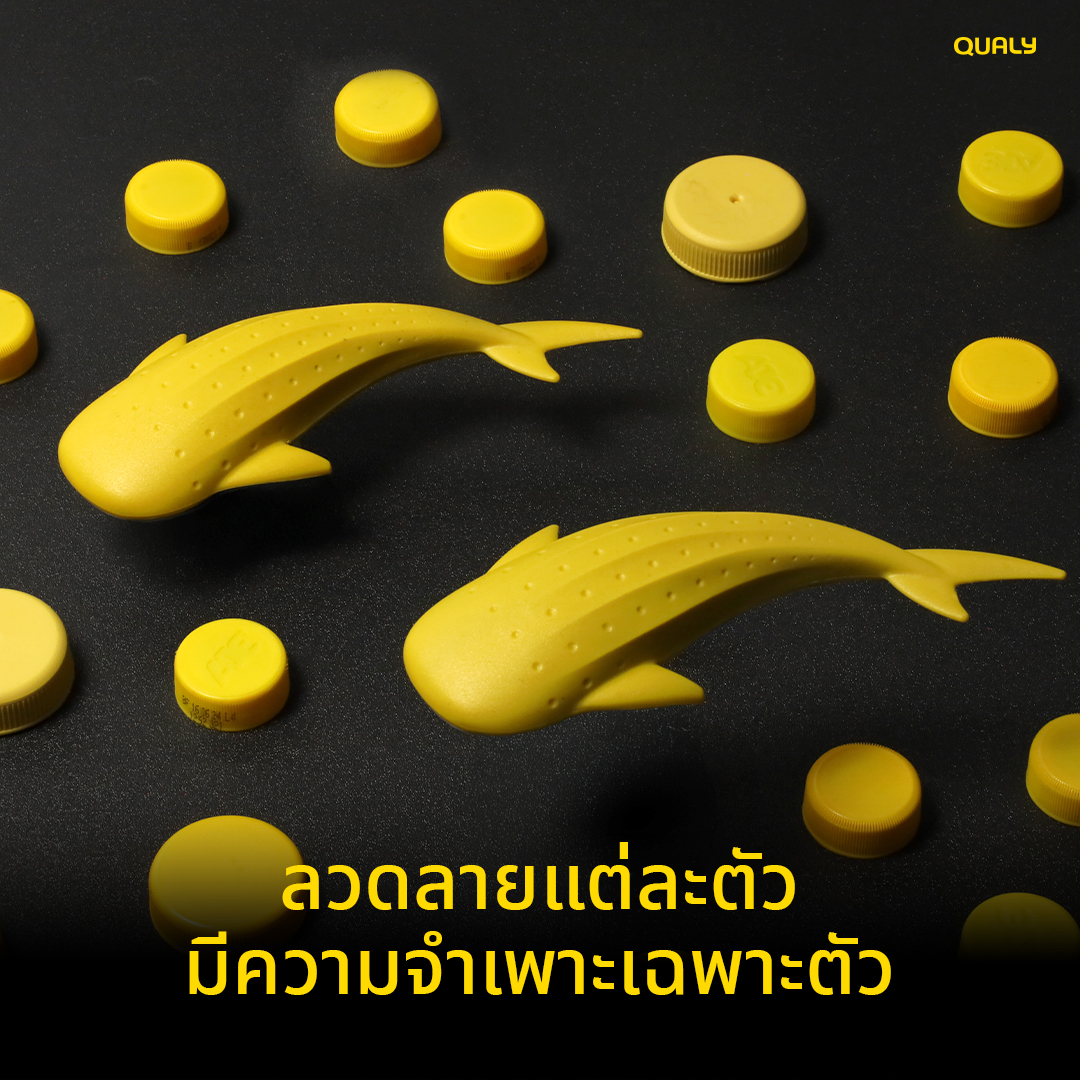 Leopard Shark - Qualy - 001 - 671118