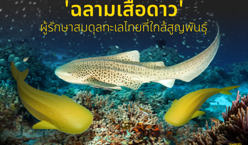 Leopard Shark - Qualy - cover - 671118