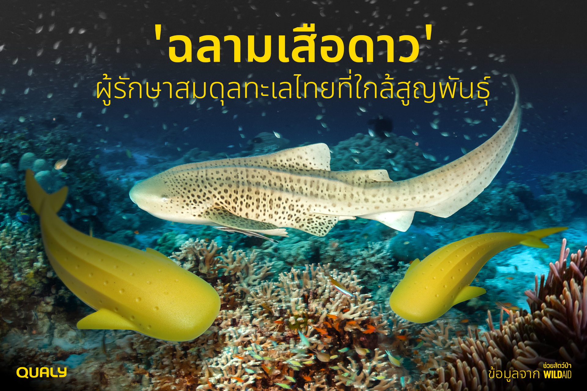 Leopard Shark - Qualy - cover - 671118