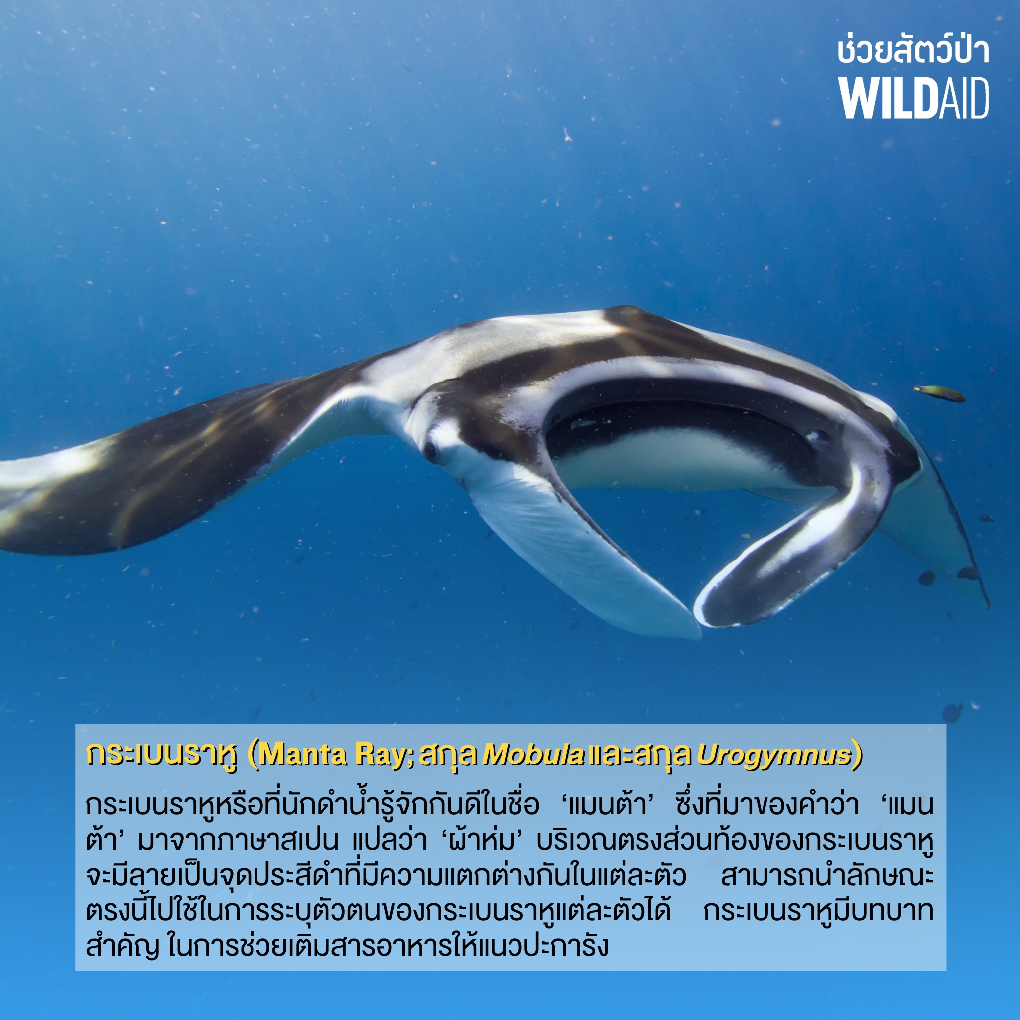 Manta Ray - WildAid - 001