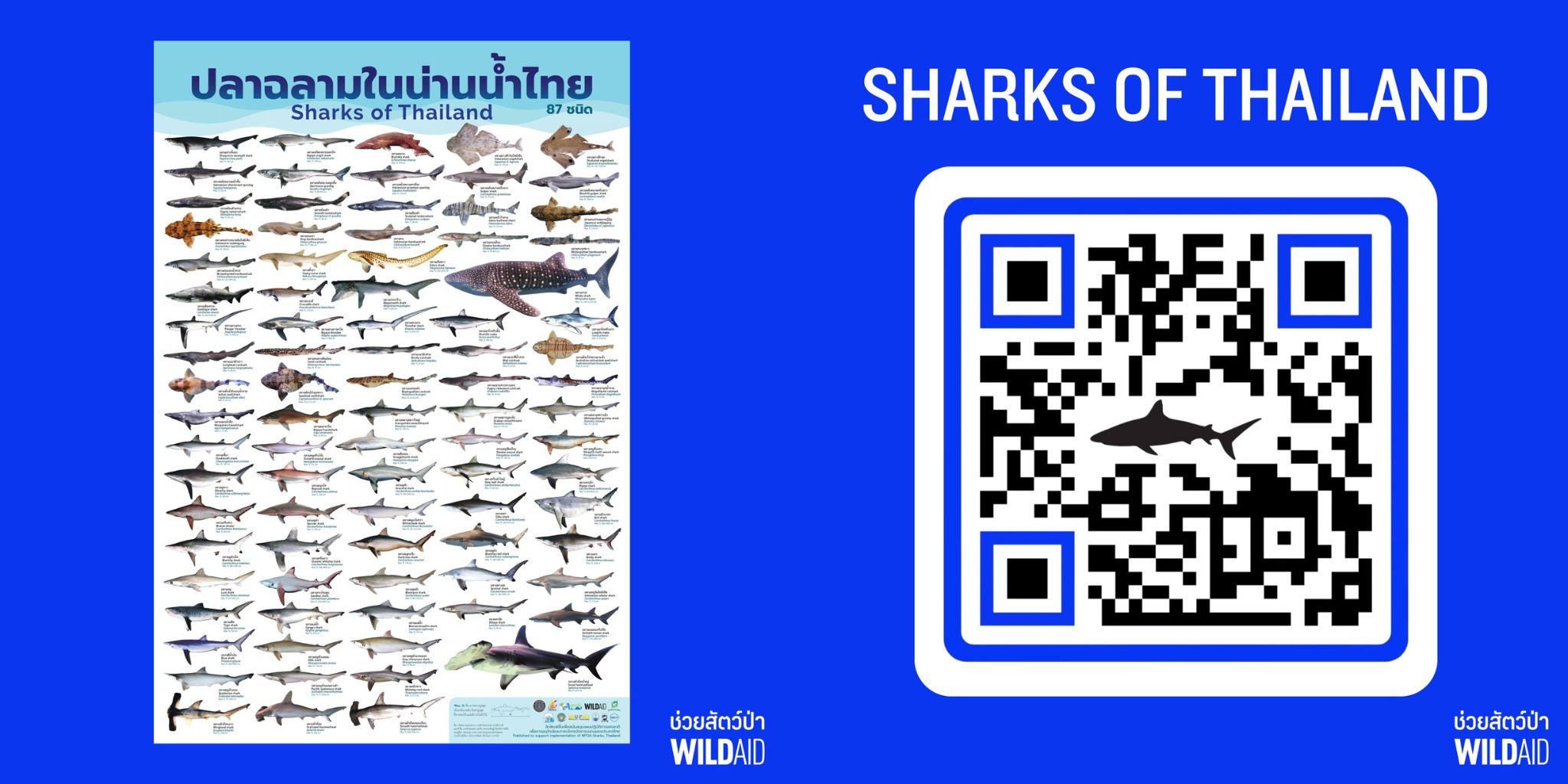 QR Sharks of Thailand - WildAid - 001