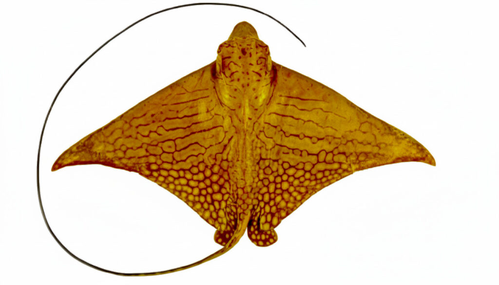 Photo of Ornate Eagle Ray
