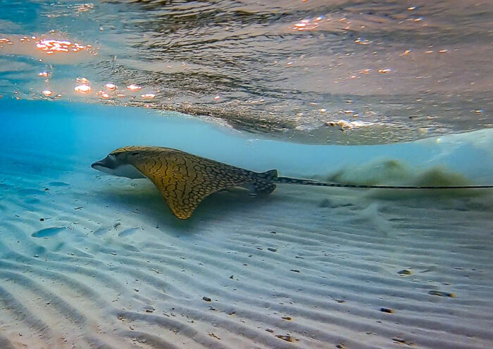 Photo of an Ornate eagle ray swimming close to the sand bottom in shallow water