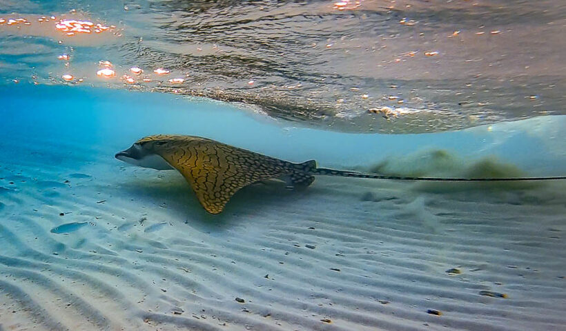 Photo of an Ornate eagle ray swimming close to the sand bottom in shallow water