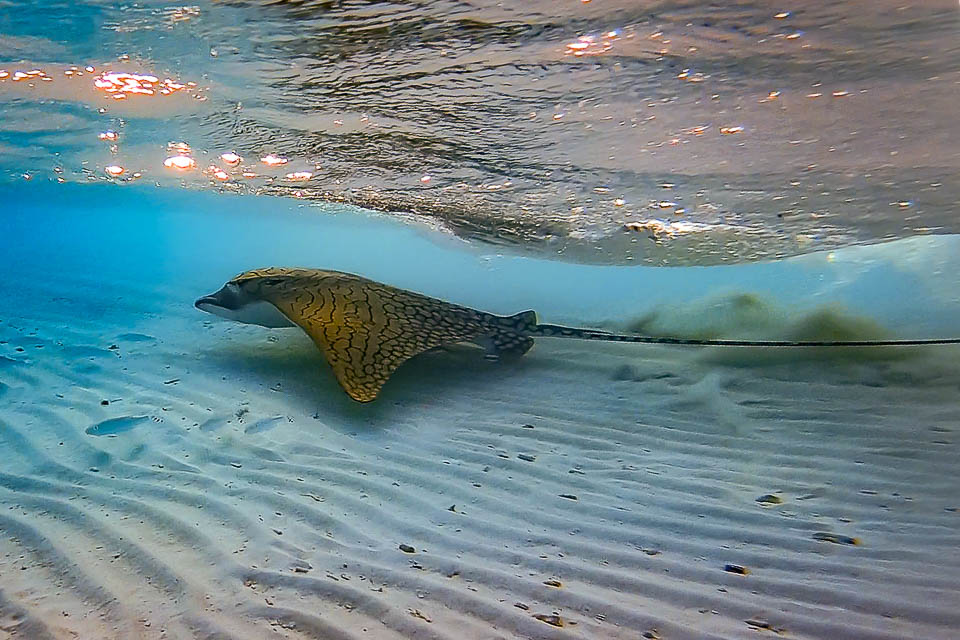 Photo of an Ornate eagle ray swimming close to the sand bottom in shallow water