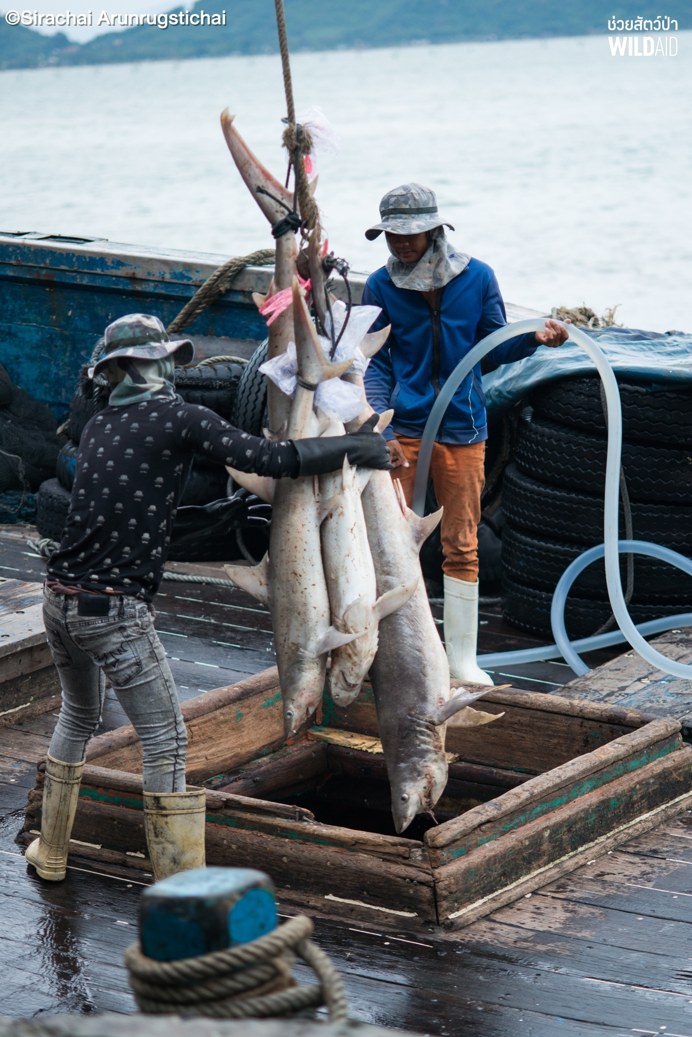 Overfishing - WildAid - 001