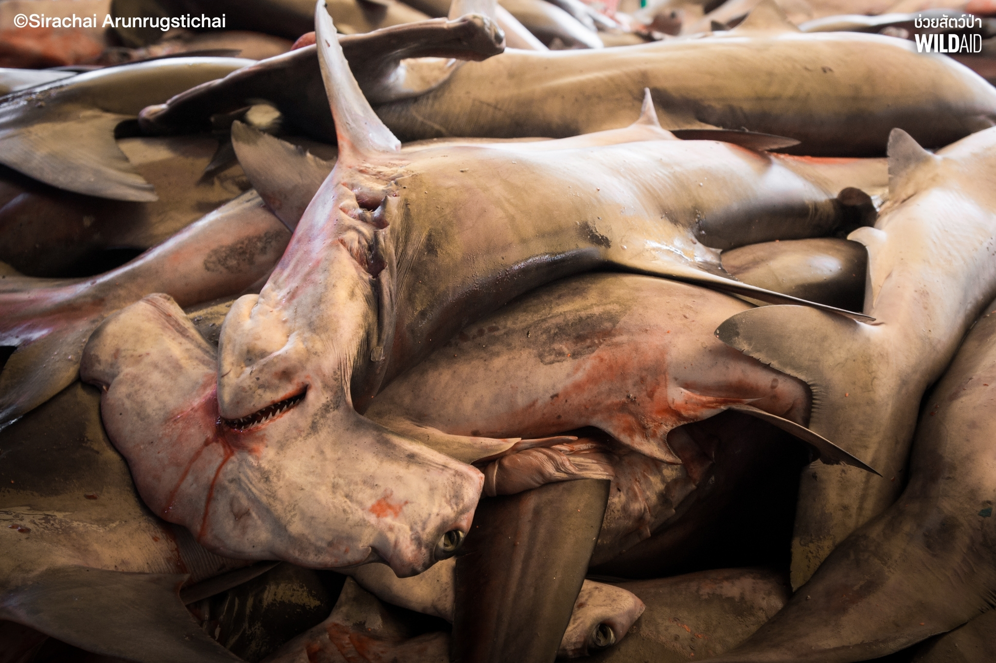 Overfishing - WildAid - 002