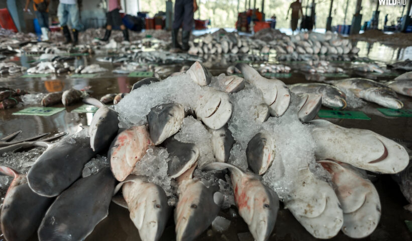Overfishing - WildAid - 003