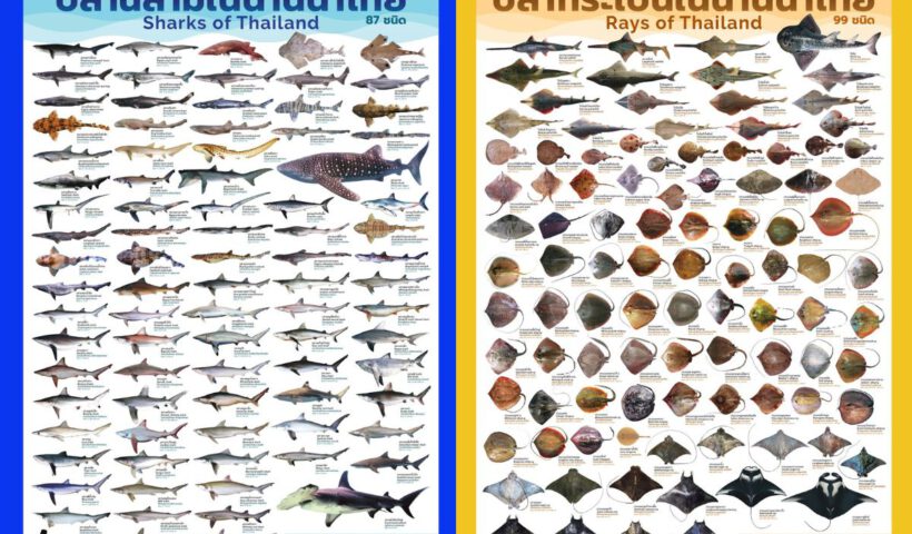 Poster Sharks and Rays of Thailand - WildAid - Cover - 001