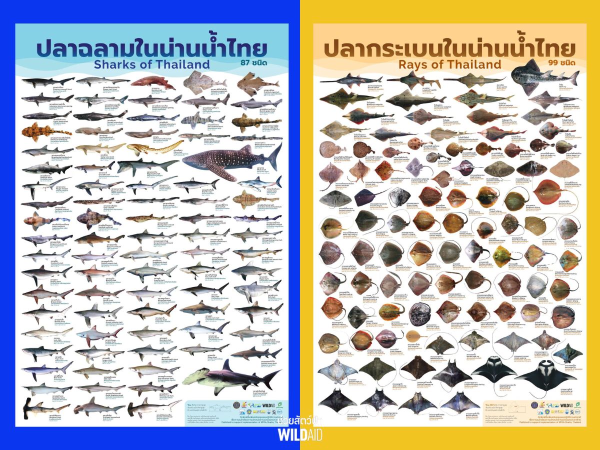 Poster Sharks and Rays of Thailand - WildAid - Cover - 001