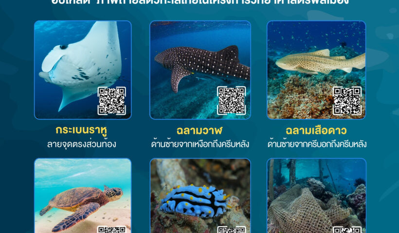 QR code Citizen Science - WildAid - 670628