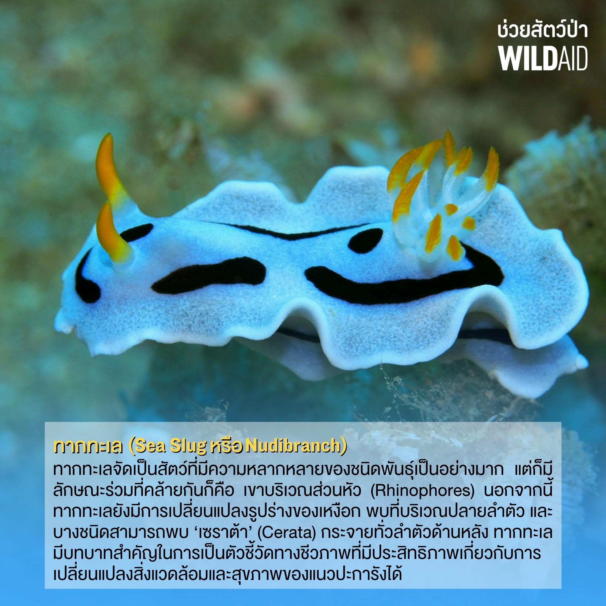 Sea Slug - WildAid - 001