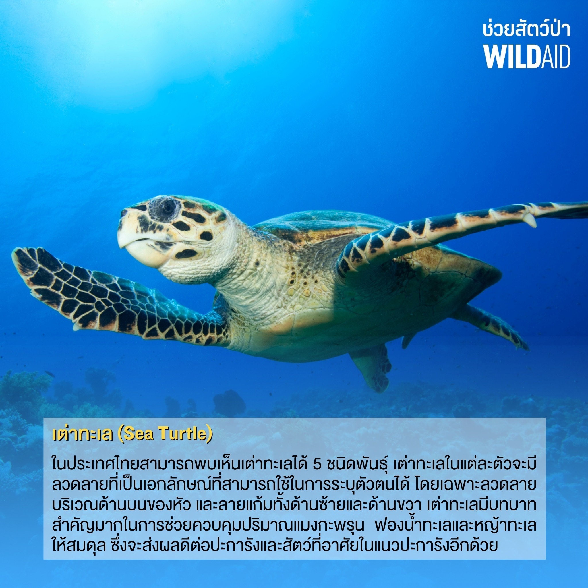 Sea turtle - WildAid - 001