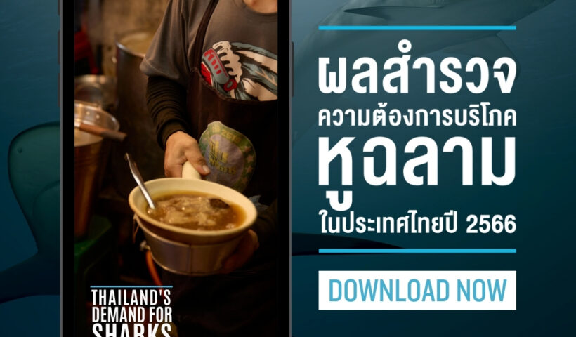 Thailand’s Demand For Sharks Persists 2023 - WildAid - 670823