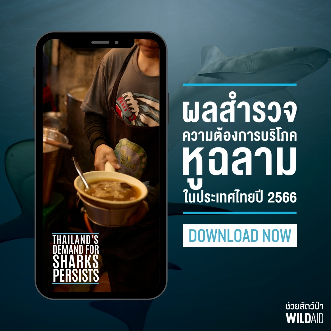 Thailand’s Demand For Sharks Persists 2023 - WildAid - 670823