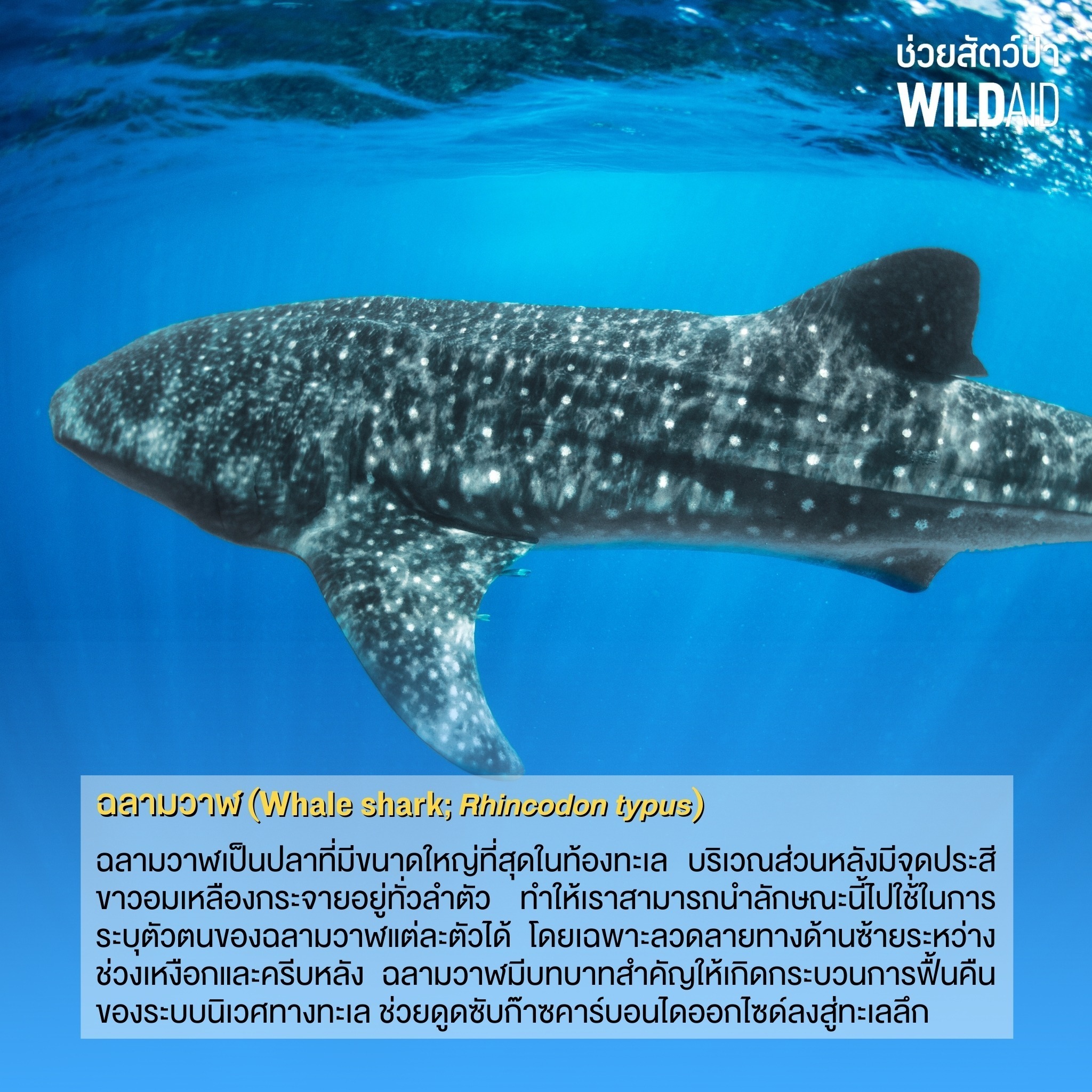 Whale shark - WildAid - 001